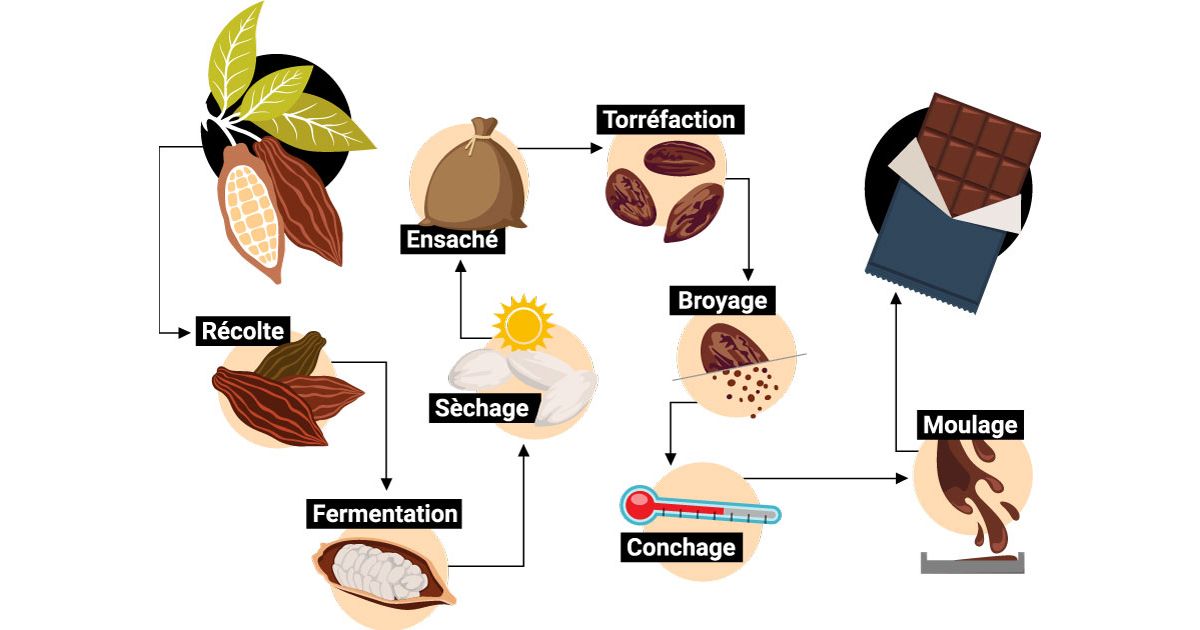 Bean To Bar Millésime Chocolat Fine Chocolaterie Bean to Bar